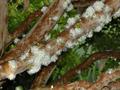 انگور برزیلی، Brazilian grape tree, jaboticaba, jabotica, jabuticabeira, guaperu, guapuru, hivapuru